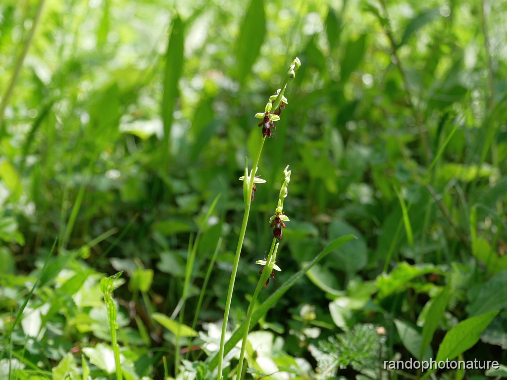 38_Ophrys mouche.JPG - Ophrys mouche